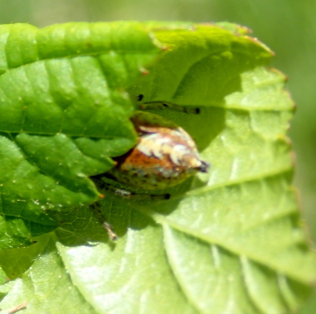 Salticidae:  Marpissa pomatia  - Lughignano (TV)